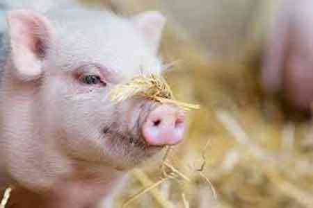 Russia significantly increased pork exports to Armenia